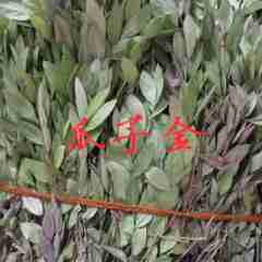 图片未找到