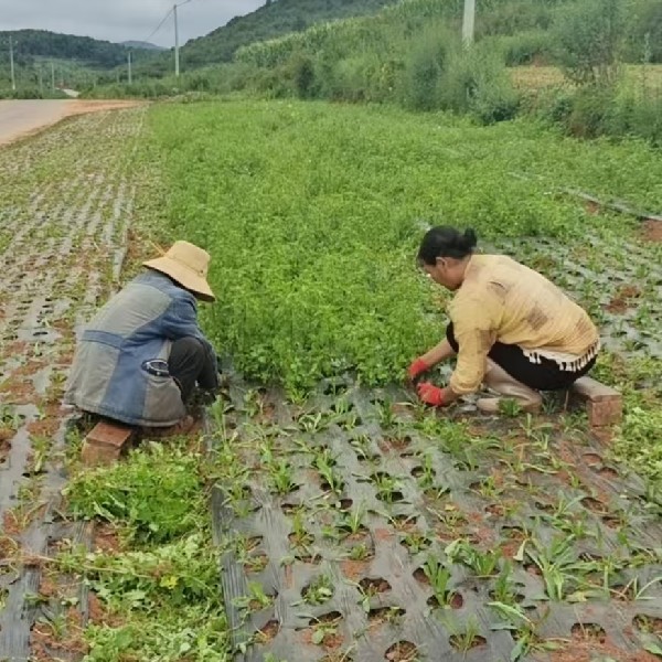 图片未找到