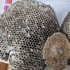 图片未找到