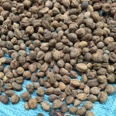 图片未找到