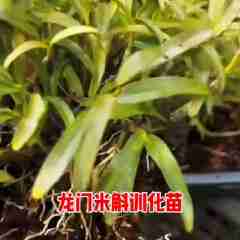图片未找到