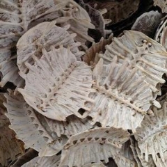 图片未找到