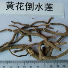 图片未找到