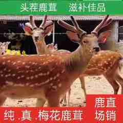 图片未找到