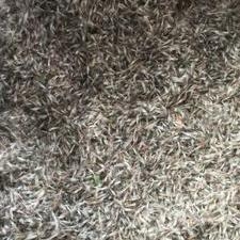 图片未找到