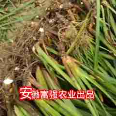 图片未找到