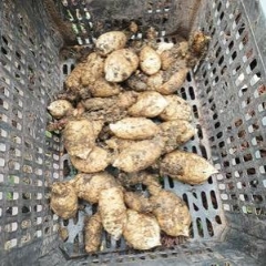 图片未找到