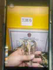 图片未找到